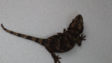 GG385- Retic Gargoyle Gecko