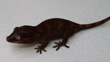 GG384-  Dark Base Red Blotch Gargoyle Gecko