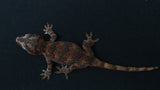 GG384-  Dark Base Red Blotch Gargoyle Gecko