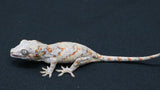 GG383- Orange Blotch Gargoyle Gecko