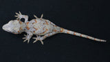GG383- Orange Blotch Gargoyle Gecko