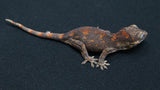 GG382-Red Blotch Gargoyle Gecko