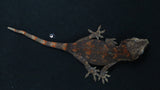 GG382-Red Blotch Gargoyle Gecko