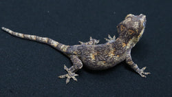 GG380- Orange Blotch Gargoyle Gecko