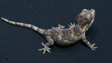 GG380- Orange Blotch Gargoyle Gecko