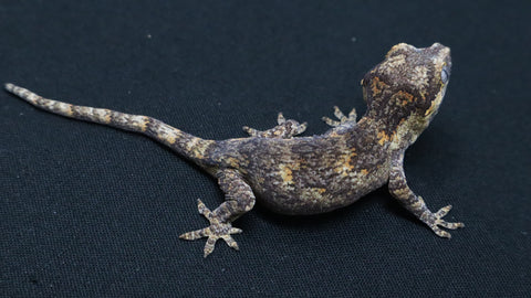 GG380- Orange Blotch Gargoyle Gecko