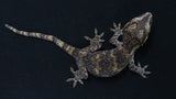 GG380- Orange Blotch Gargoyle Gecko
