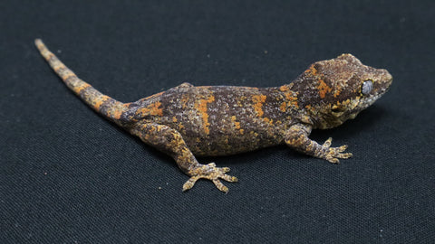 GG379- Red Blotch Gargoyle Gecko