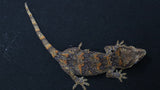GG379- Red Blotch Gargoyle Gecko