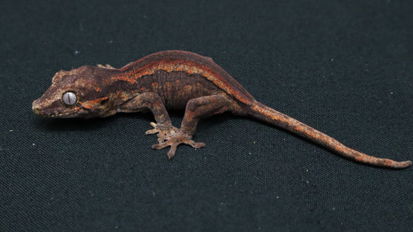 GG378- Red Stripe Gargoyle Gecko