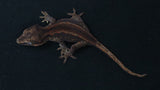 GG378- Red Stripe Gargoyle Gecko