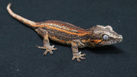 GG377- Red Stripe Gargoyle Gecko