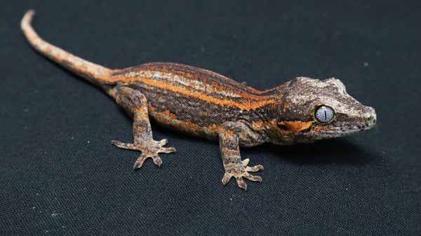 GG377- Red Stripe Gargoyle Gecko