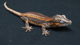 GG377- Red Stripe Gargoyle Gecko
