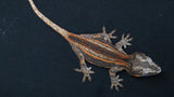 GG377- Red Stripe Gargoyle Gecko