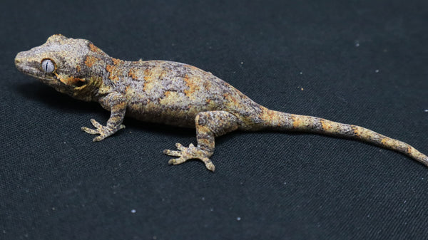 GG376- Yellow / Orange Blotch Gargoyle Gecko