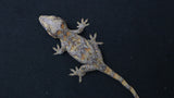 GG376- Yellow / Orange Blotch Gargoyle Gecko
