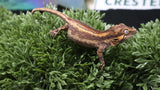 GG395-  Red Stripe Gargoyle Gecko