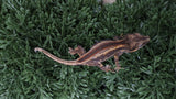 GG395-  Red Stripe Gargoyle Gecko