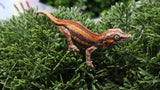 GG393- High Red Gargoyle Gecko