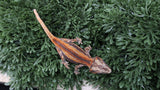 GG393- High Red Gargoyle Gecko