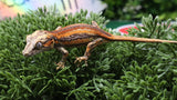 GG396- High Red Gargoyle Gecko