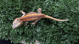 GG396- High Red Gargoyle Gecko