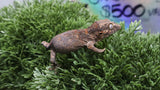 GG386- Red Blotch Gargoyle Gecko