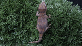 GG386- Red Blotch Gargoyle Gecko