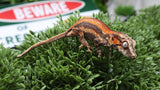 GG387- Red Stripe Gargoyle Gecko