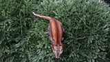 GG387- Red Stripe Gargoyle Gecko