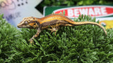 GG388- Red Stripe Gargoyle Gecko