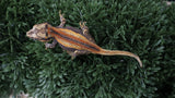 GG388- Red Stripe Gargoyle Gecko