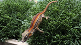 GG394- Red Stripe Gargoyle Gecko