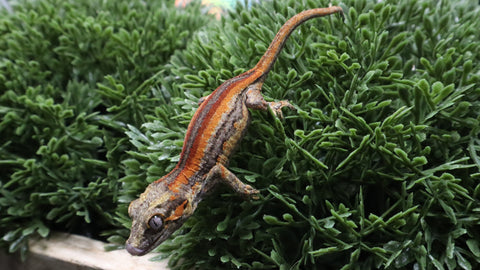 GG394- Red Stripe Gargoyle Gecko