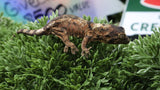 CH107- Mainland Chahoua Gecko