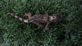 CH107- Mainland Chahoua Gecko