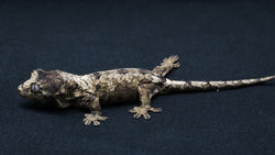 CH106- Pine Island Chahoua Gecko
