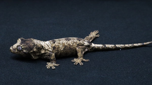 CH106- Pine Island Chahoua Gecko