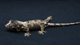 CH106- Pine Island Chahoua Gecko