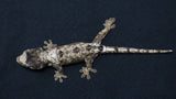 CH106- Pine Island Chahoua Gecko