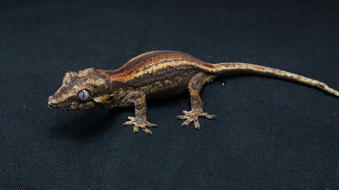 GG389- Red Stripe Gragoyle Gecko