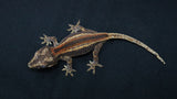 GG389- Red Stripe Gragoyle Gecko
