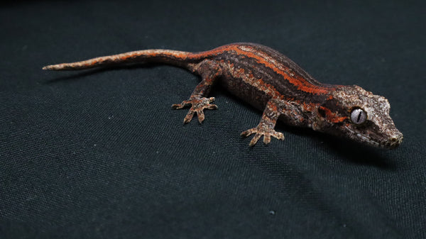 GG390- High Red Gargoyle Gecko