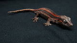 GG390- High Red Gargoyle Gecko