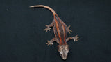 GG390- High Red Gargoyle Gecko