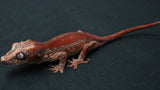 GG391- High Red Gargoyle Gecko