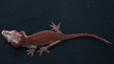GG391- High Red Gargoyle Gecko