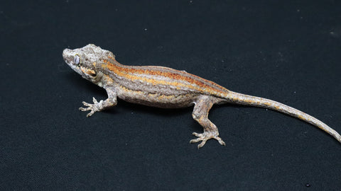 GG392- Striped Gargoyle Gecko