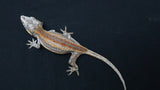 GG392- Striped Gargoyle Gecko